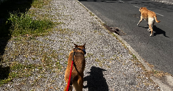 valentine pet sitter à FABREGUES 34690_7