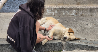 norah pet sitter à PARIS 12 75012_2