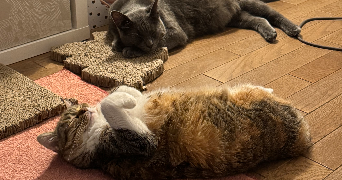 emma cat sitter à IVRY SUR SEINE 94200_5