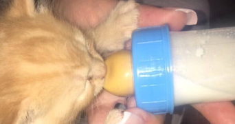 jade pet sitter à montpellier 34000_2