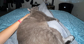 ines pet sitter à LE HAVRE 76600_1