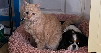 gwendoline pet sitter à PONTOISE 95300_2