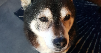 frederik pet sitter à LA NORVILLE 91290_0