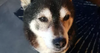 frederik pet sitter à LA NORVILLE 91290