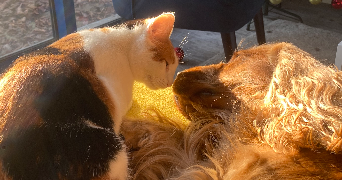 emma pet sitter à DIJON 21000_2