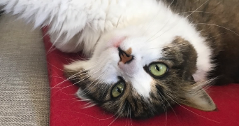 colombe pet sitter à MAISONS LAFFITTE 78600_3