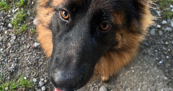 colyne pet sitter à EYSINES 33320_3