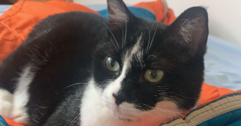 yléa pet sitter à VATIMONT 57580_1