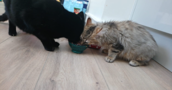 hadrien cat sitter à LYON 07 69007_1