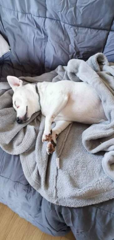 karen pet sitter à ST JAMES 50240_0