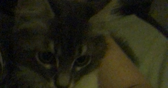 nay pet sitter à MONTROUGE 92120_6