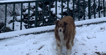 chloé pet sitter à Les deux Alpes 06000_3