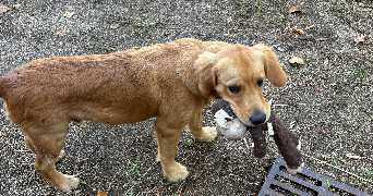 coline pet sitter à MONTREUIL 93100_4