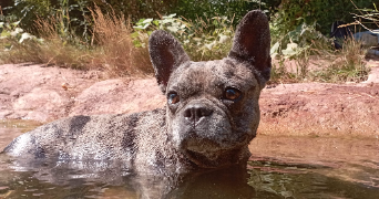 marie-rose pet sitter à DRAGUIGNAN 83300_1
