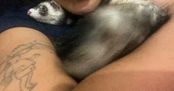 lilou pet sitter à POULX 30320_2