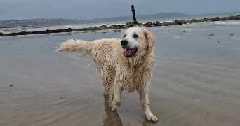 pia pet sitter à RENNES 35000_0