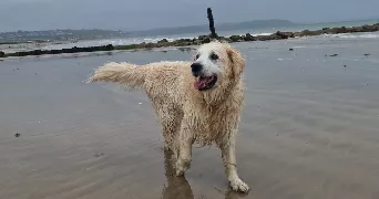 pia pet sitter à RENNES 35000