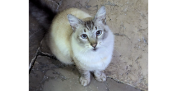 margaux pet sitter à PAU 64000_1