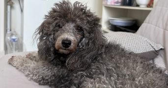 thiven pet sitter à NANTES 44000_6