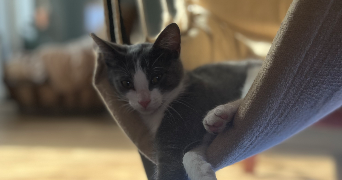 pauline pet sitter à MONTBERT 44140_3