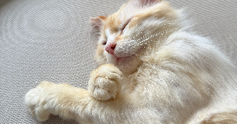 méline pet sitter à BREST 29200_2