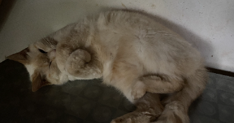 céline pet sitter à ST ANDRE SUR CAILLY 76690_2