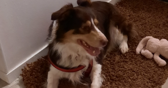 estelle pet sitter à BILLERE 64140_7