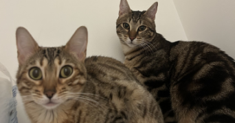 manon pet sitter à TOULOUSE 31000_1