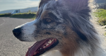 emilie pet sitter à MARSANNAY LA COTE 21160_6