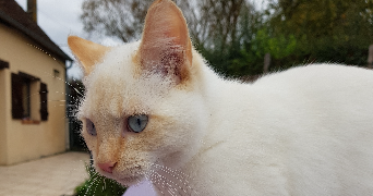 Emilie pet sitter à LE MANS 72220_1