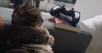 tracy pet sitter à ST GENIES DES MOURGUES 34160_3