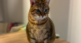 gwenaëlle pet sitter à CASTELSARRASIN 82100_1
