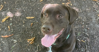 agathe pet sitter à PARIS 17 75017_1