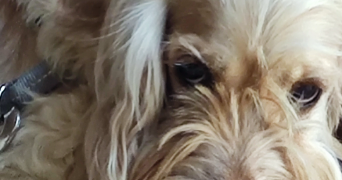 florence pet sitter à 11150 BRAM 11150_9