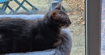 alaïs pet sitter à GRENOBLE 38000_5