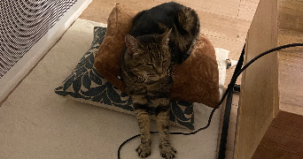 marion pet sitter à PONTRIEUX 22260_2