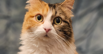 oceane pet sitter à COCUMONT 47250_3