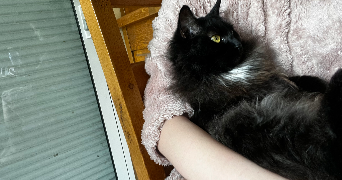 noémie pet sitter à LILLE 59800_10
