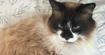 cyrielle pet sitter à LILLE 59000_3