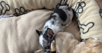 rebbouh pet sitter à DRANCY 93700_0