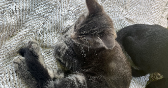 océane pet sitter à TOULOUSE 31400_2