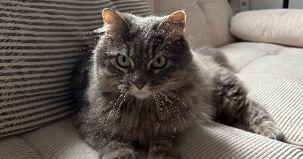 Miryam pet sitter à Paris 75016_0