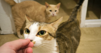 laura pet sitter à BOURGES 18000_3