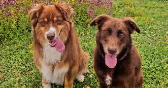 amandine pet sitter à ST LAURENT BLANGY 62223_3