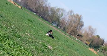 aurore pet sitter à HOENHEIM 67800_2