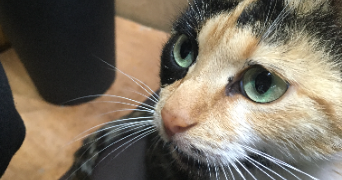 miangaly pet sitter à MELUN 77000_1