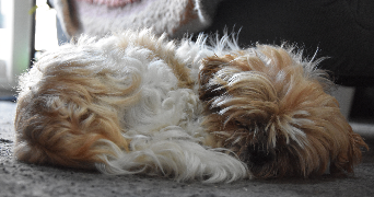 louise pet sitter à ROISSY EN BRIE 77680_4