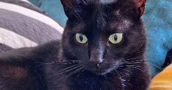 lucile pet sitter à MONTHIERS 02400_3