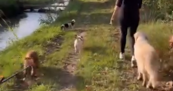 valeria pet sitter à MILHAUD 30540_1