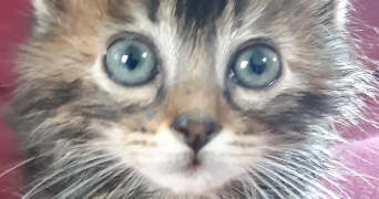 loïc pet sitter à COLOMBES 92700_3